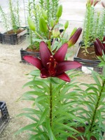 [1606 Landini No02.JPG]